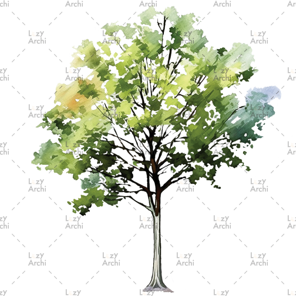 Water Color Style Tree Elevation Png Lazyarchi